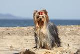 YORKSHIRE TERRIER 275